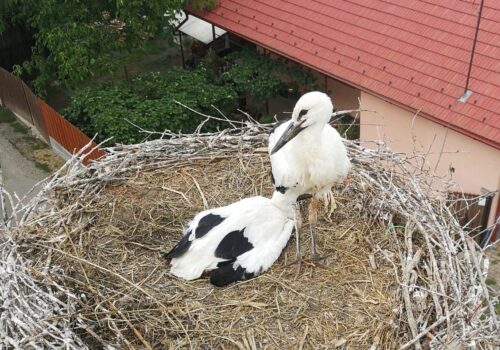 What happened in the stork nest this year