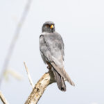 Even Red-footed Falcons were affected by the drought