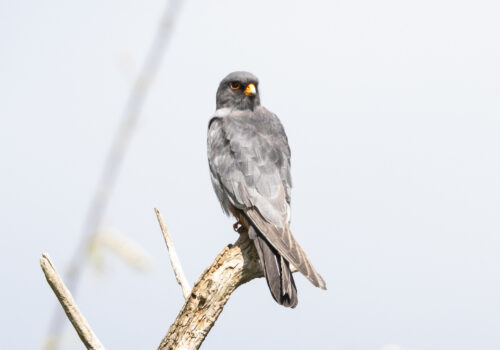 Even Red-footed Falcons were affected by the drought