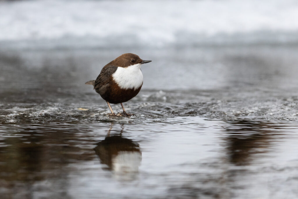 Read more about the article Let’s count the White-throated Dippers!