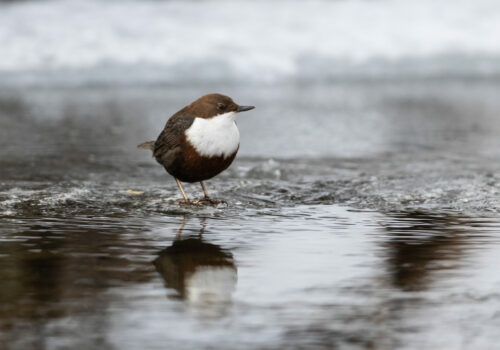 Let’s count the White-throated Dippers!