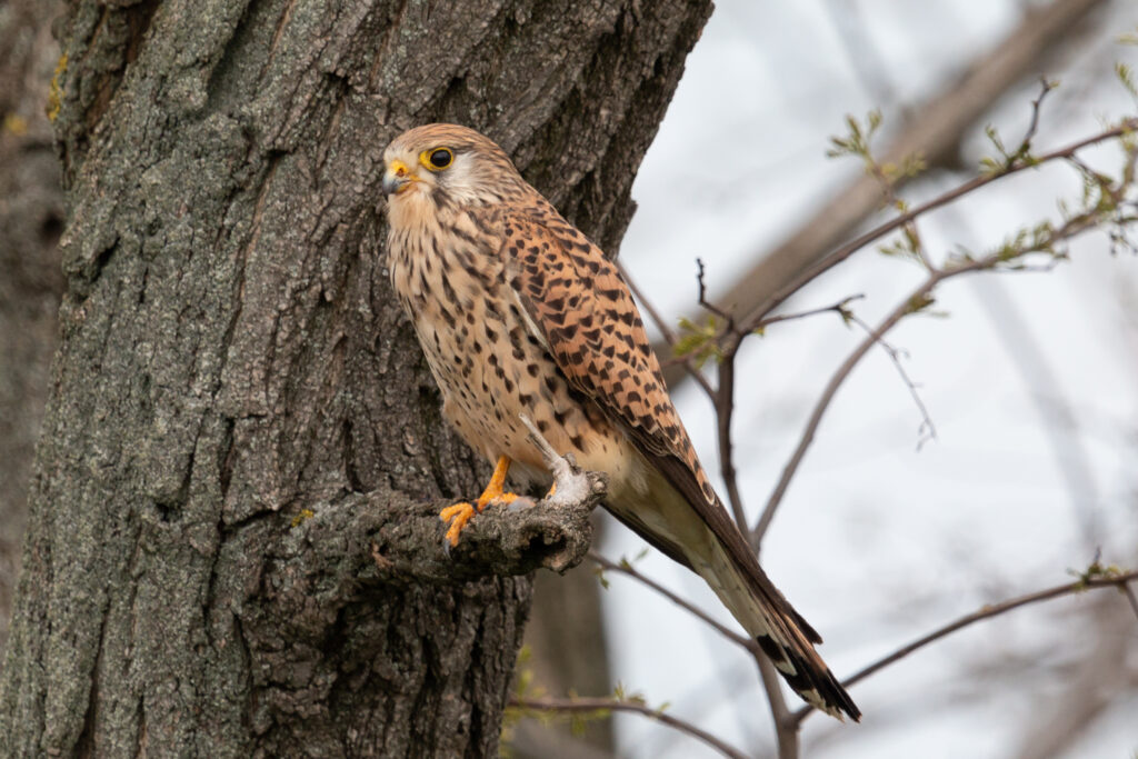 Read more about the article Monitorizarea păsărilor răpitoare în iarnă adevărată