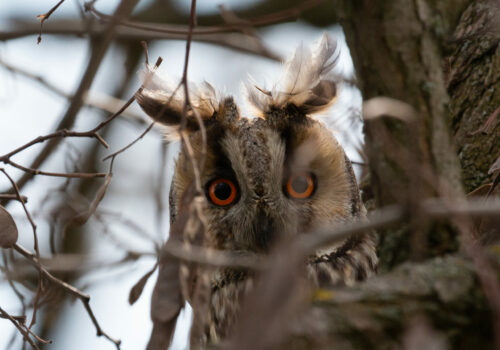 Less Long-eared Owls