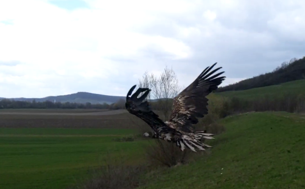 Read more about the article Two White-tailed Eagles flying free again