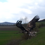 Two White-tailed Eagles flying free again