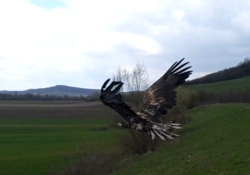 Two White-tailed Eagles flying free again