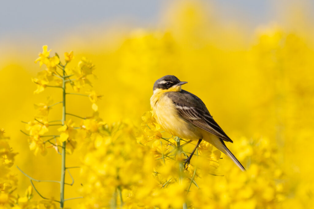 Read more about the article Agricultura intensivă a dus la scăderea populațiilor de păsări din Europa