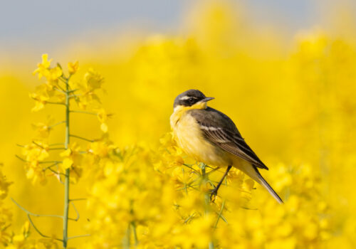 Az intenzív mezőgazdaság vezetett a madárpopulációk csökkenéséhez Európában