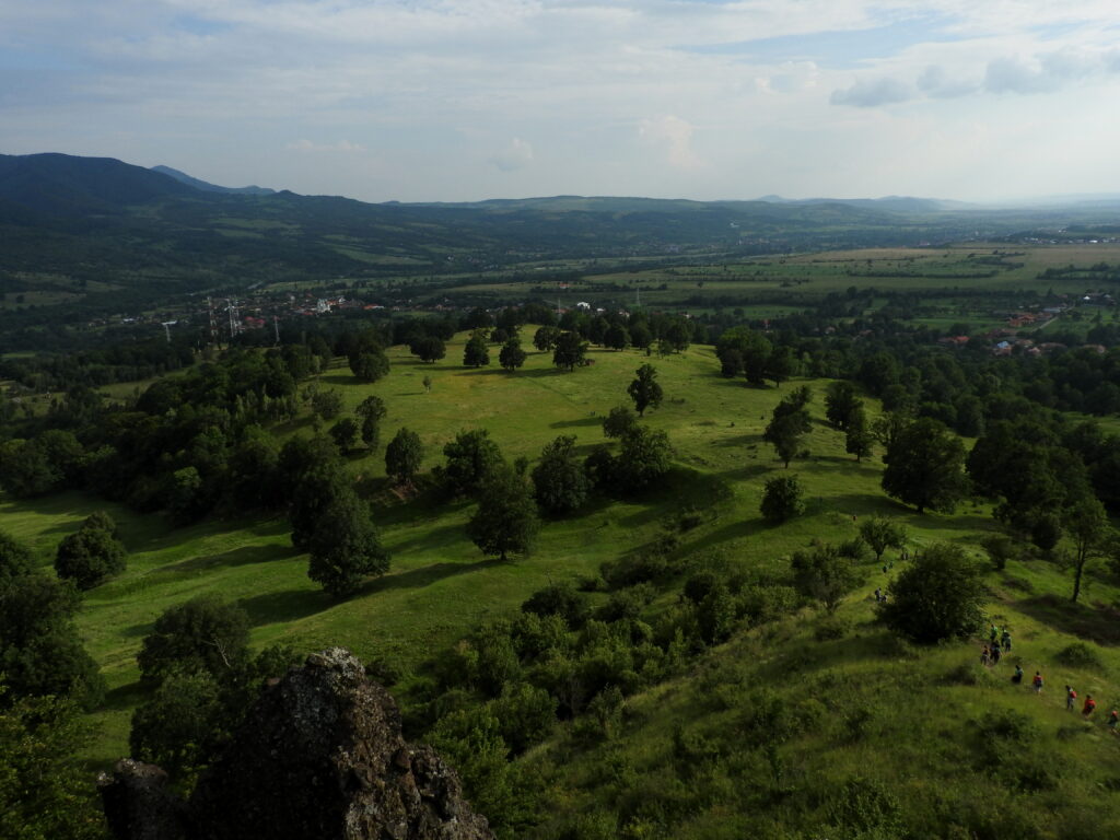 Read more about the article Rolul copacilor seculari de pe pășuni