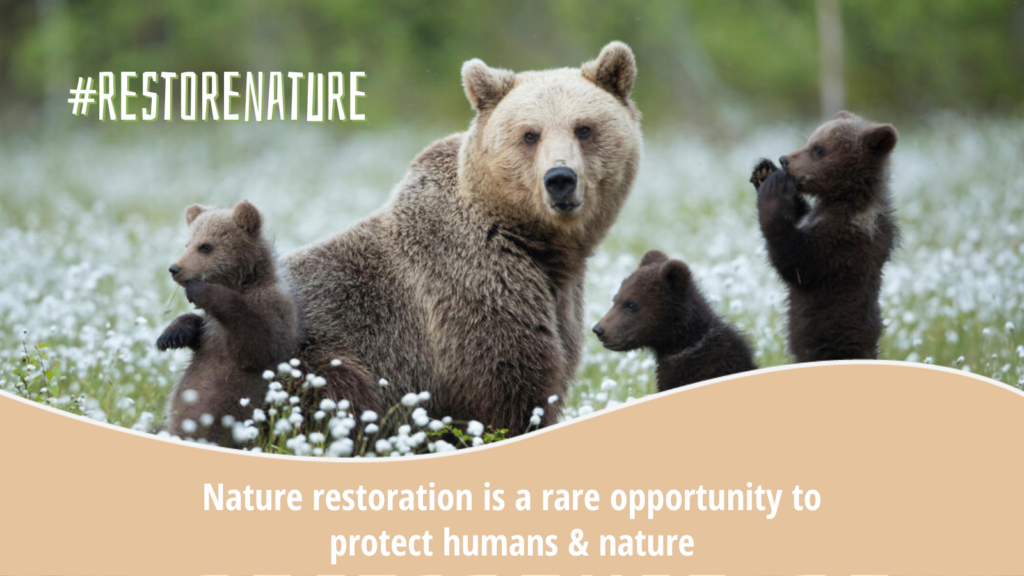 Read more about the article Tovább folyik a küzdelem a természet helyreállításáról szóló törvényért!