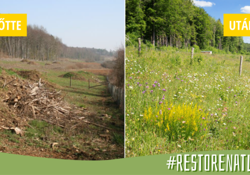 Az Európai Parlament megszavazta a természet-helyreállítási törvényt – mit jelent ez számunkra és a természet számára?