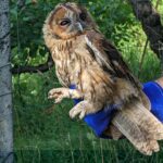 Tawny Owls rescued and released