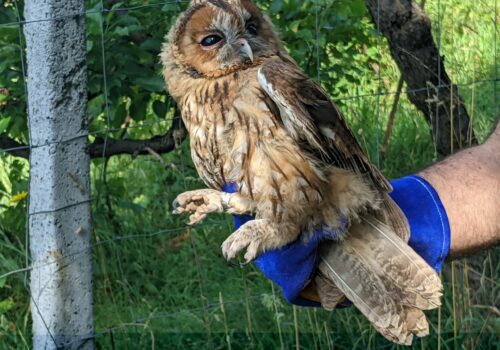 Tawny Owls rescued and released