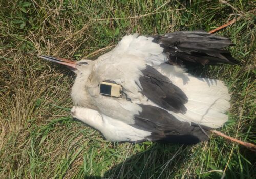 Electrocution, the cause of death of many birds