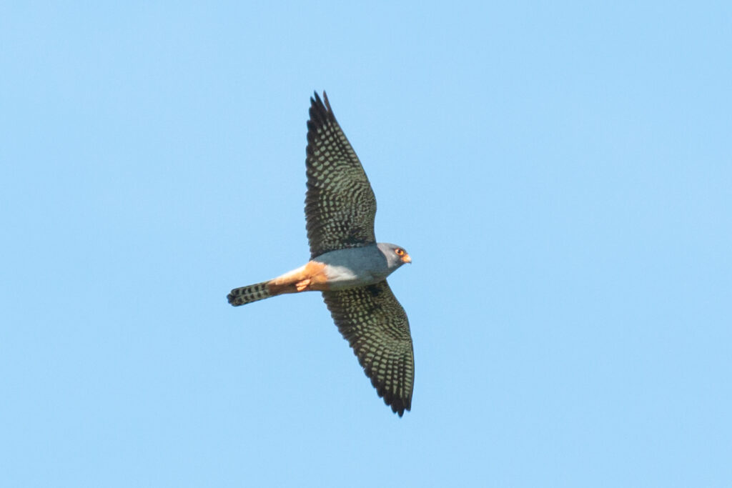 Read more about the article Another counting of the Red-footed Falcons!