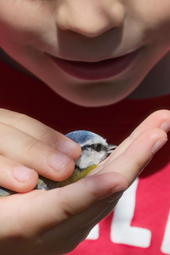 Read more about the article Bird ringing near Cluj Napoca