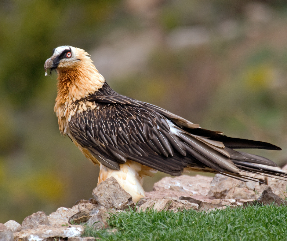 Read more about the article Proiect internațional pentru vulturi