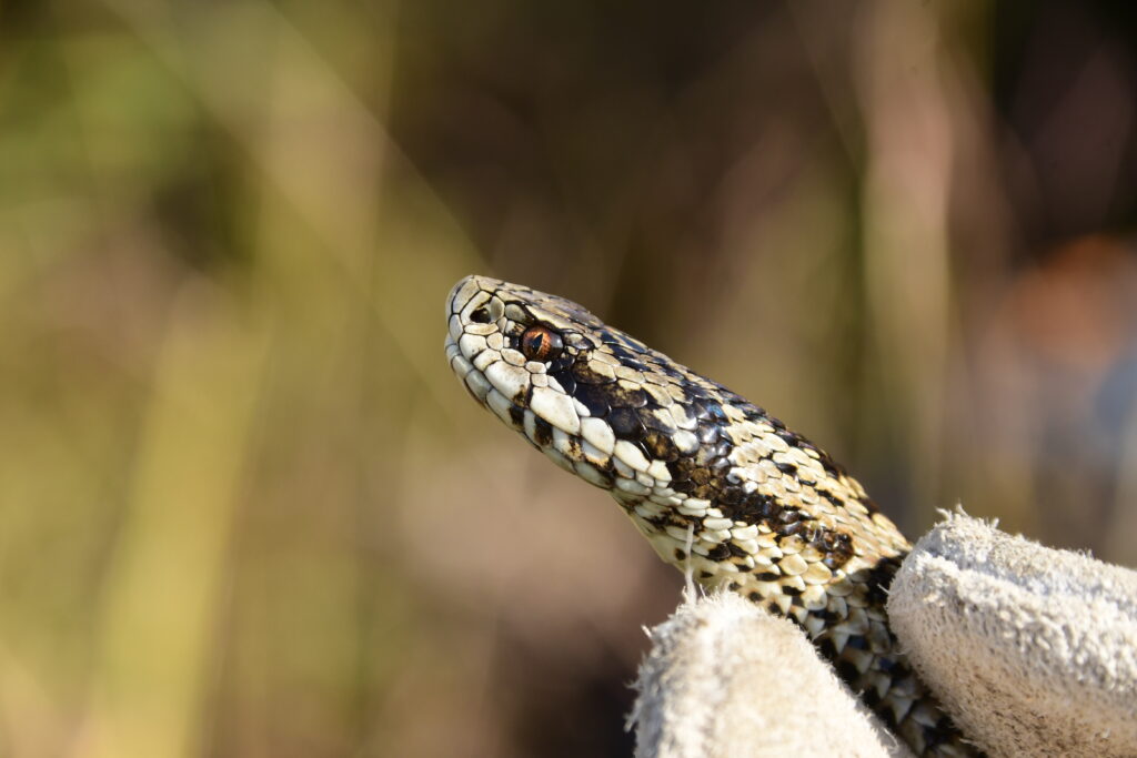 Read more about the article A population of meadow vipers, thought extinct, confirmed after 61 years