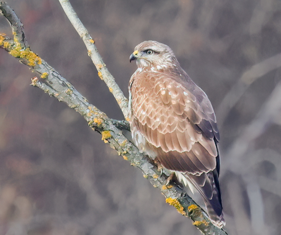 Read more about the article Counting wintering birds of prey
