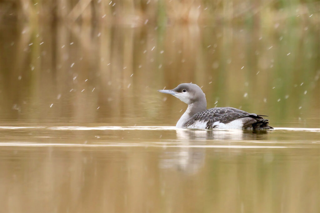Read more about the article In January we count the waterbirds