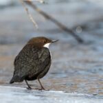Count White-throated dippers with us!