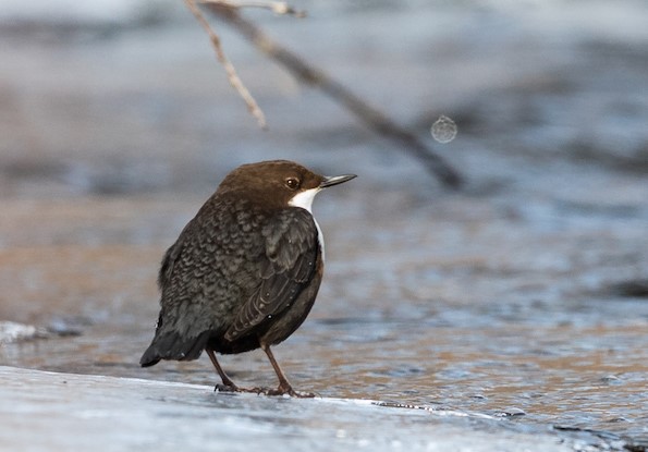 Read more about the article Count White-throated dippers with us!