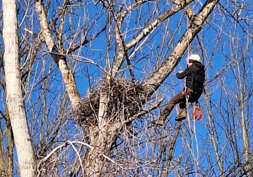 We strengthened an Imperial eagle nest
