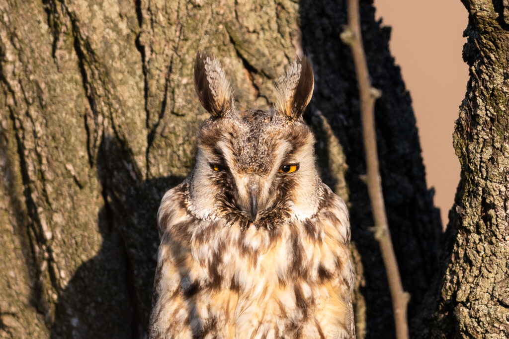 Read more about the article Long-eared owls roosting sites number decreasing