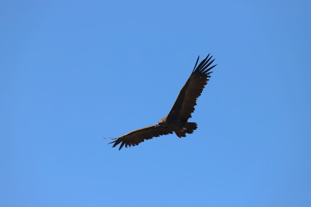 Read more about the article A cinereous vulture’s visit to Romania