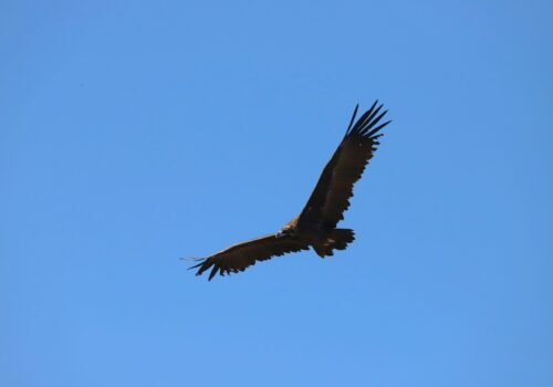 Vizita unui vultur negru în România