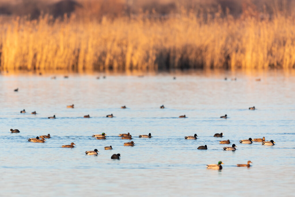 Read more about the article Results of the 2024 Winter Waterfowl Census