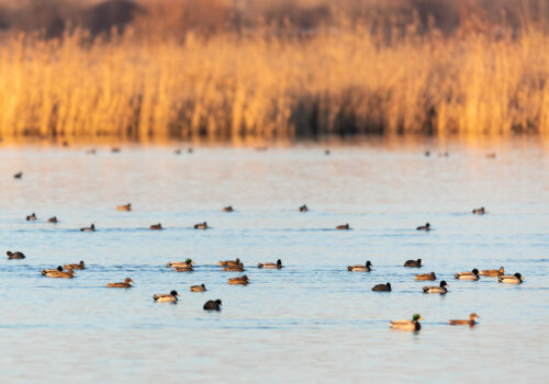 Results of the 2024 Winter Waterfowl Census