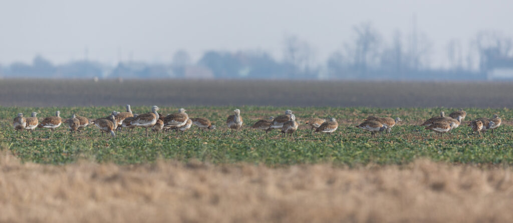 Read more about the article Great Bustard inventory in the Pannonian Region