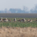 Great Bustard inventory in the Pannonian Region