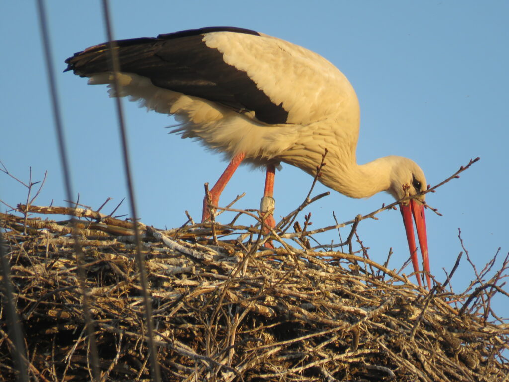 Read more about the article This is the oldest Romanian White Stork