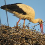 This is the oldest Romanian White Stork