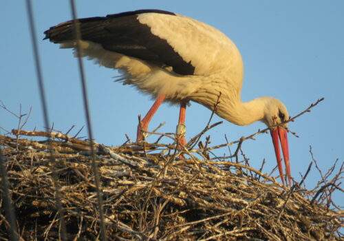This is the oldest Romanian White Stork