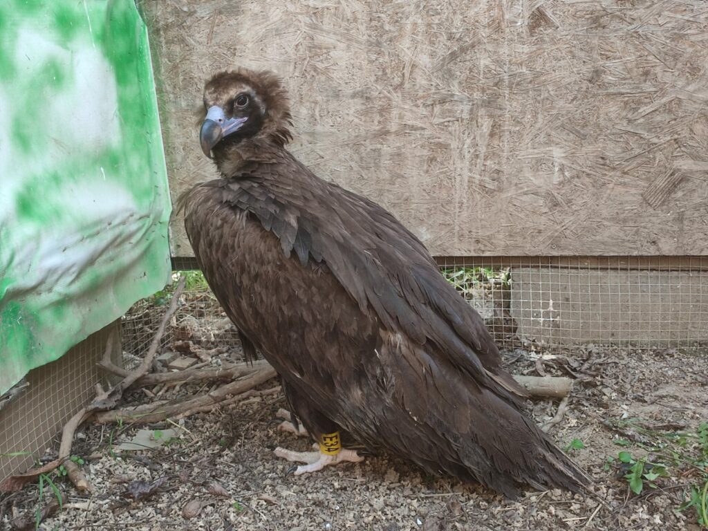 Read more about the article Aterizare forțată de vultur