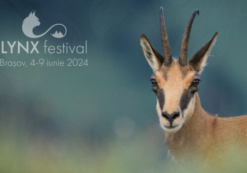 See you in Brașov, at Lynx Festival!
