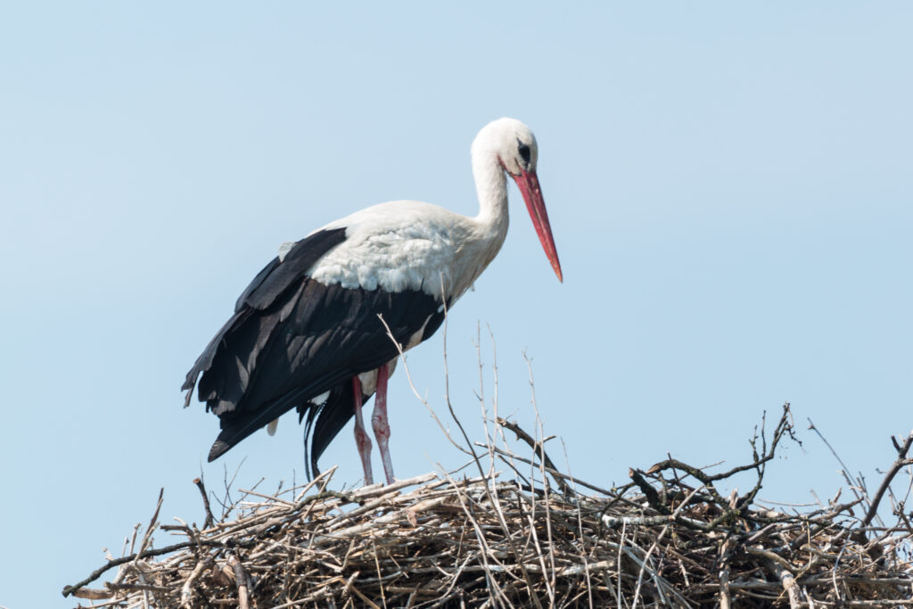 Read more about the article Press release: International White Stork Census