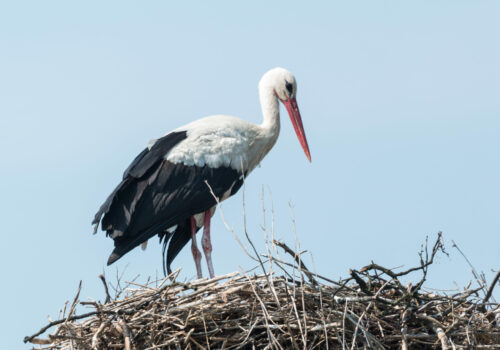 Press release: International White Stork Census