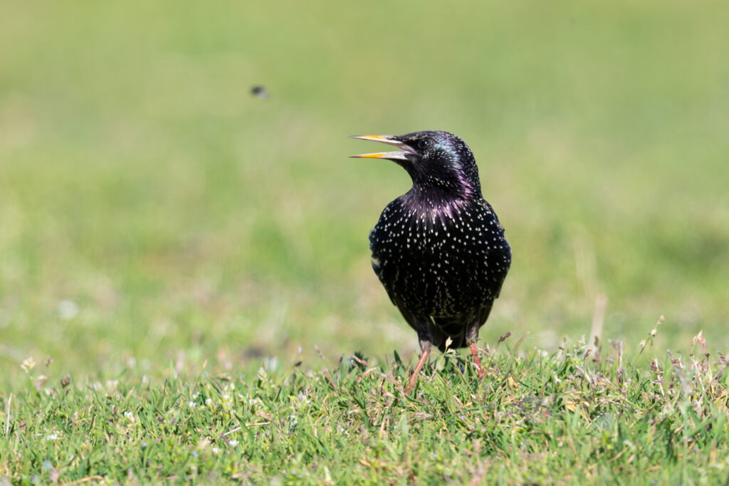 Read more about the article Tudd meg, hogy milyen madárfajok költenek a közeledben!