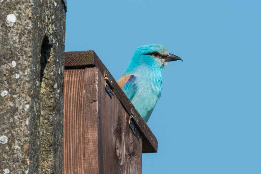 Read more about the article Less and less brood boxes for the European roller