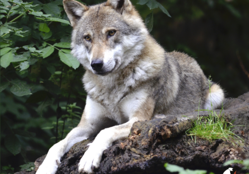 Peaceful coexistence between humans and wolves!