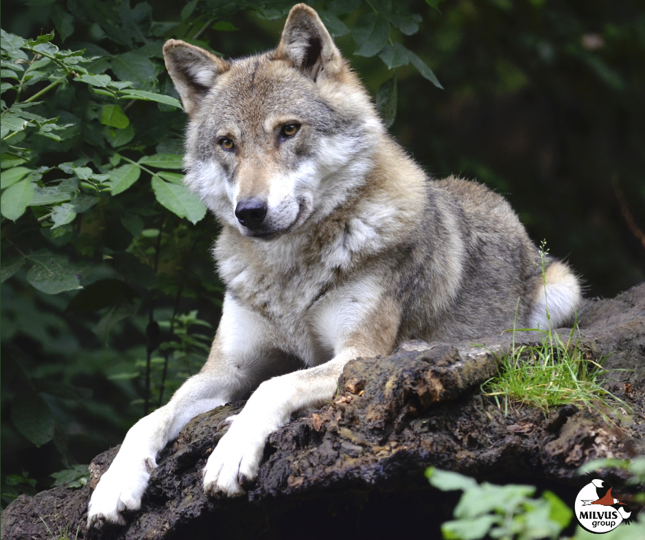 Read more about the article Peaceful coexistence between humans and wolves!