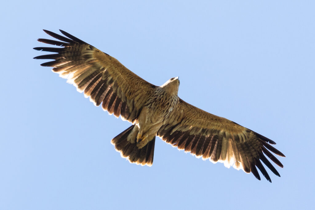 Read more about the article The number of nesting Eastern imperial eagles is rising in Romania!