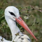 10 white storks begun their journey to Africa