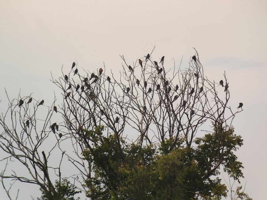 Read more about the article Record numbers of Red-footed falcons in the Carpathian Basin