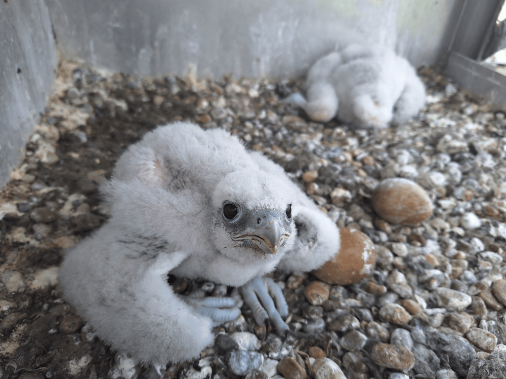 Read more about the article New record: 46 Saker falcon pairs occupied a nest