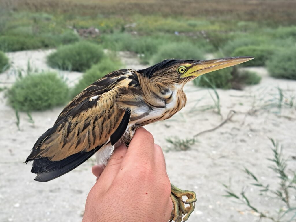 Read more about the article 7 500 birds ringed at Chituc Ringing Camp up until now